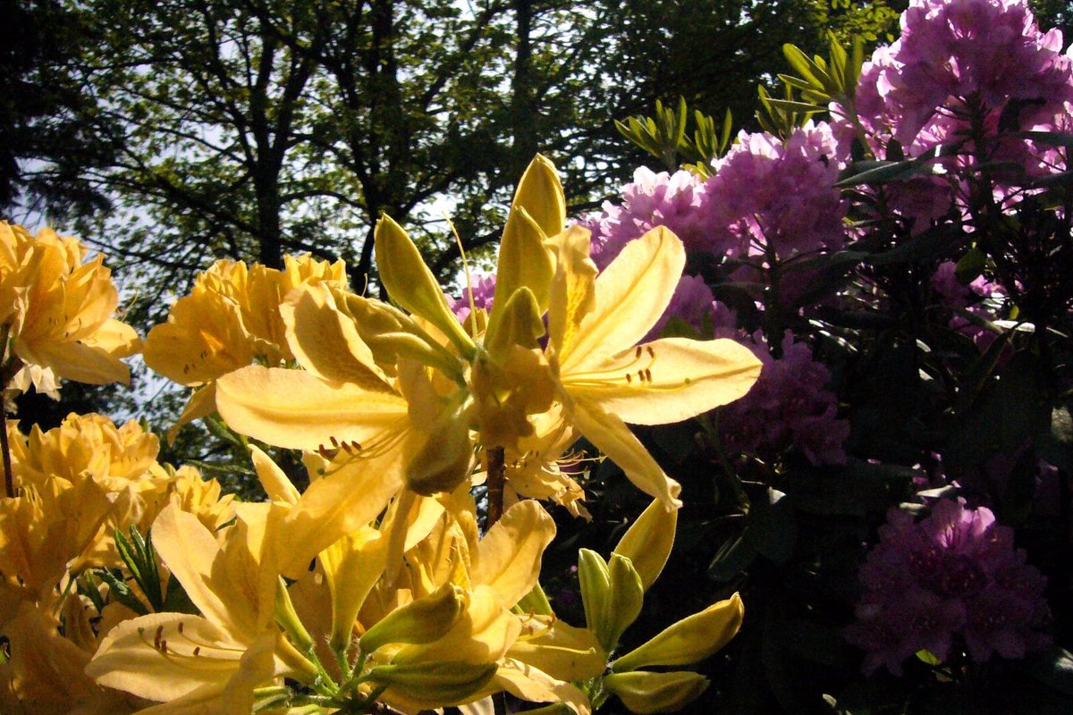 Lietuvoje Pra ydo Fantasti ka Rododendr Kolekcija Delfi Agro lietuvoje-pra-ydo-fantasti-ka-rododendr-kolekcija-delfi-agro