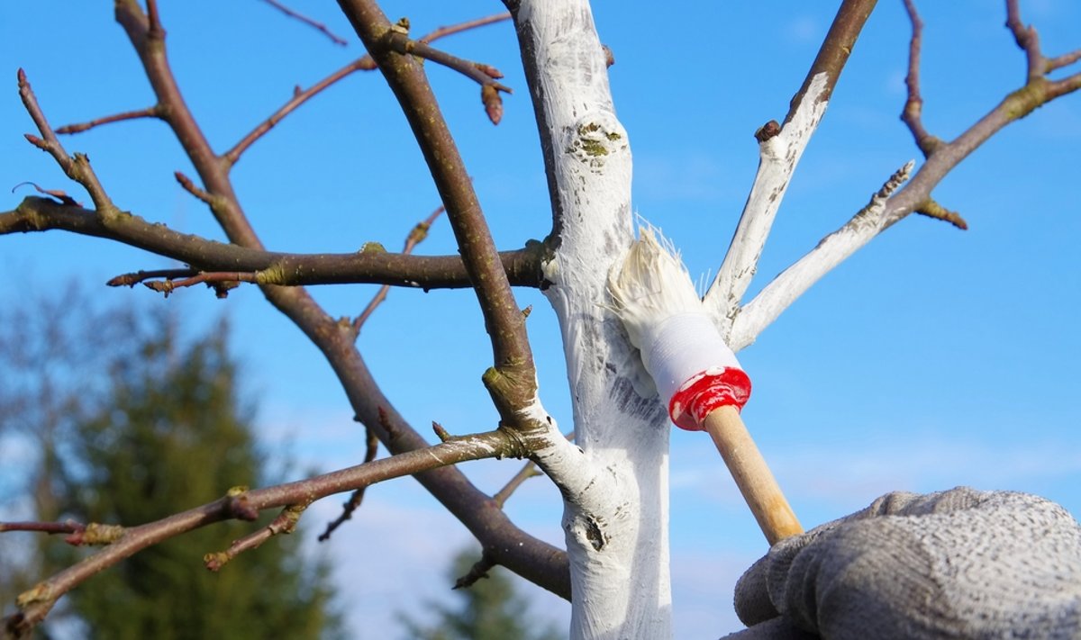 Būtini rudens darbai sode: kaip genėti, balinti vaismedžius, kuo ...