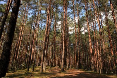 Šaltinių takas