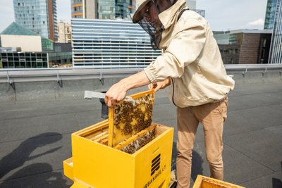 Bitės ant Vilniaus miesto savivaldybės stogo