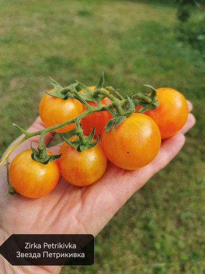 Sėjos kalendoriais pomidorų auginimui vadovautis ji nesiūlo