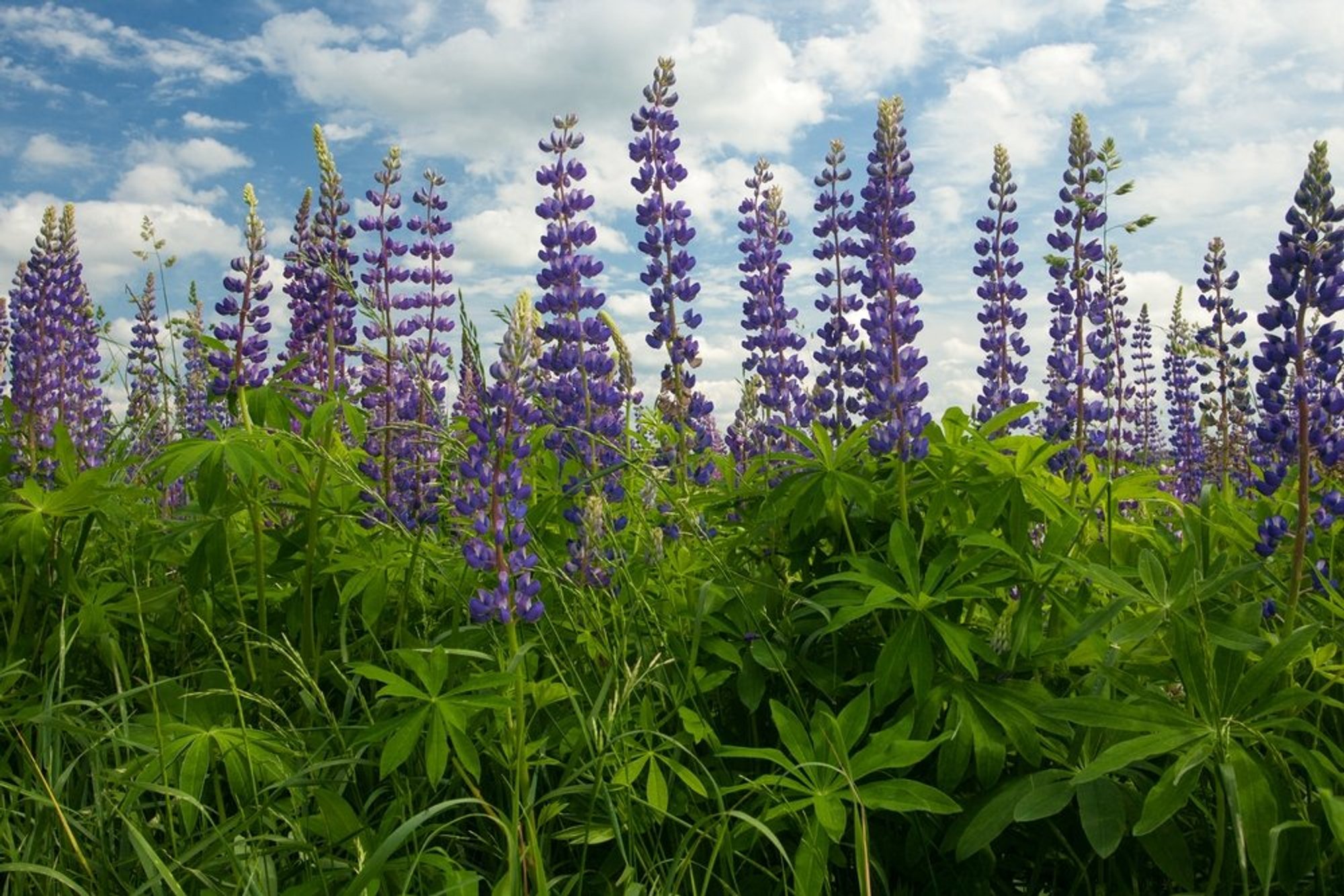 Lithuania classifies broadleaf lupines as invasive species, prohibiting cultivation and trade