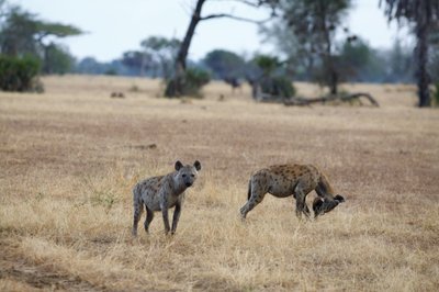 Ngorongoro nacionalinis parkas