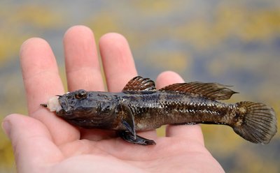 Poilsiautojai aplinkosaugininkų klausė, ar galima valgyti grundalus