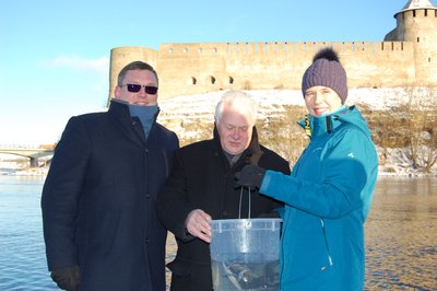 Aštriašnipių eršketų paleidimas į Narvos upę Estijoje