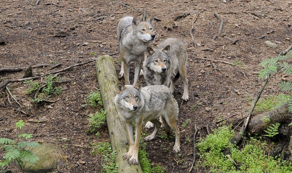 Kaip apsaugoti savo gyvulius nuo vilkų? - Delfi grynas