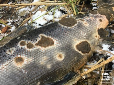 Lašišų liga, pasireiškianti žaizdomis ant kūno