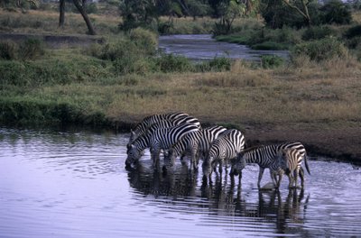 Ngorongoro nacionalinis parkas