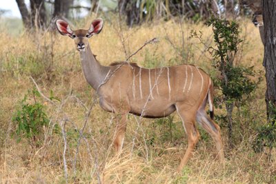 Ngorongoro nacionalinis parkas