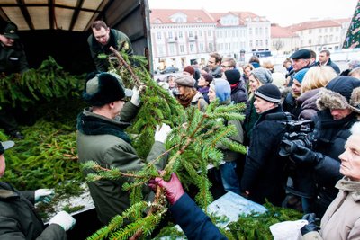 Miškininkai dalina eglių šakas