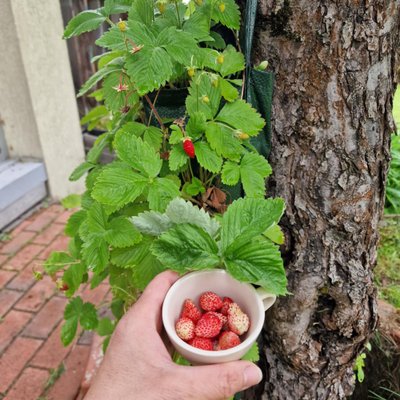 Vaivos žemuogės maišuose