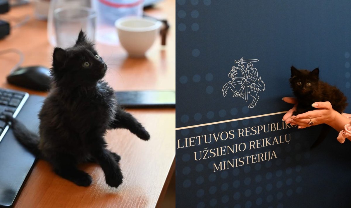 Katinas Užsienio reikalų ministerijoje