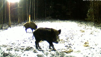 Šiandien dažnas medžiotojas vilioja šernus maistu ir tuomet nušauna pačioje šėrykloje / Tomo nuotr.