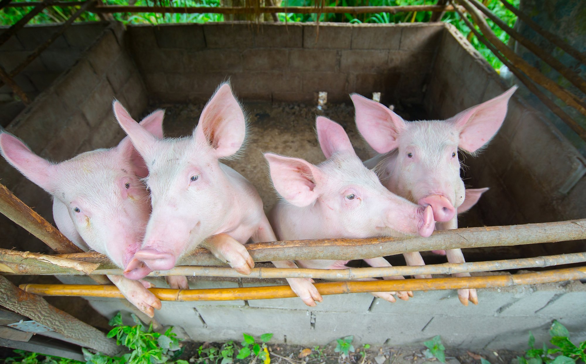 Maro nusiaubtame rajone augintojai mėgina imtis kiaulių - Delfi agro