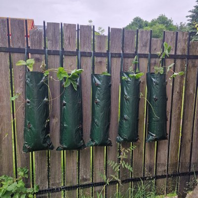 Vaivos žemuogės maišuose