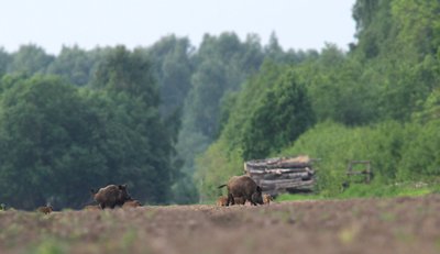 Į mišką keliauja šernai