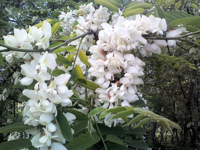 File source: http://commons.wikimedia.org/wiki/File:Black_Locust.jpg