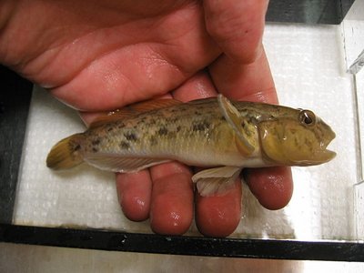 Grundalas rubuilis (Neogobius melanostomus)