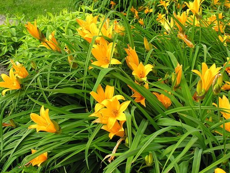 Geltonosios viendienės (Hemerocallis)