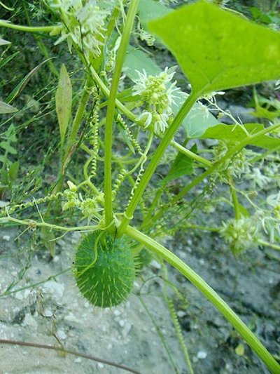 Dygliavaisis virkštenis (Echinocystis lobata)