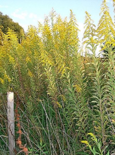 Aukštoji rykštenė (Solidago altissima)