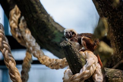 Tamarinas Lietuvos zoologijos sode