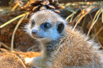 Šiuo metu Vilniaus zoologijos sode yra 7 surikatos: tėtis Rėtis, mama Dona, beveik 4 mėn. surikatos Elvis, Edis, Ego ir jaunikliai Zulu ir Zigi