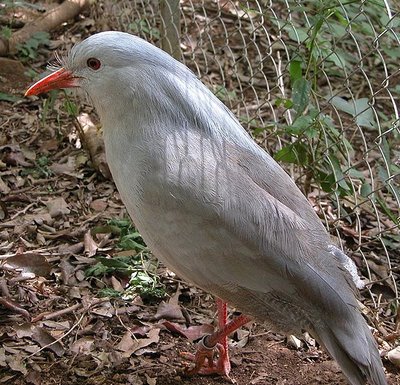 Kagu (lot. Rhynochetos jubatus) (CC-SA/Scott Meyer nuotr.)