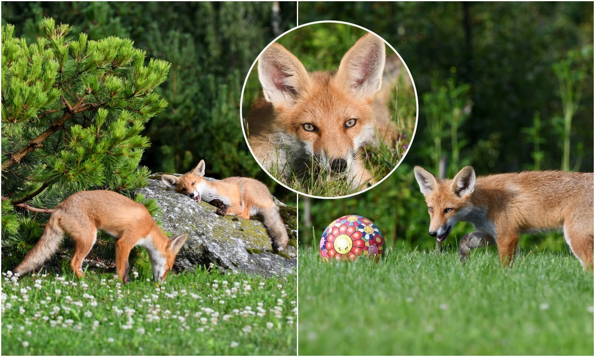 Fox Cubs Turn Lithuanian Backyard into a Fairy Tale Scene