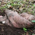 Uteniškis savo sodyboje išvydo meškutį: iš pradžių galvojau, kad tai šuo