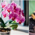 Sodininkystės ekspertė rado paprastą būdą, kad orchidėjos žydėtų dažniau