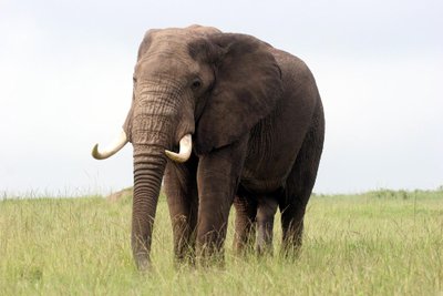 Ngorongoro nacionalinis parkas