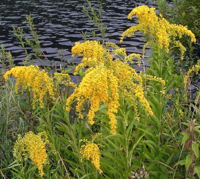 Vėlyvoji rykštenė (Solidago gigantea)