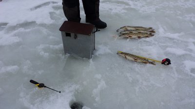 Žvejys sugavo per daug lydekų