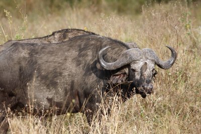 Ngorongoro nacionalinis parkas