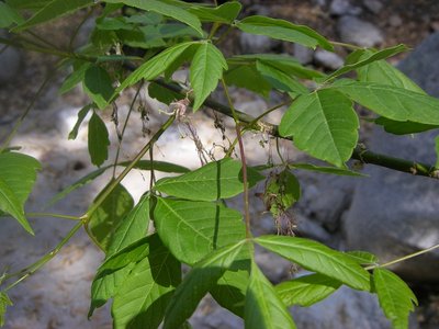 Uosialapis klevas (Acer negundo)