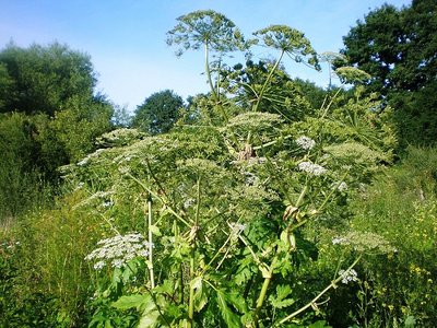 Sosnovskio barštis (Heracleum sosnovskyi)