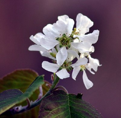 Varpinė medlieva (Amelanchier spicata)