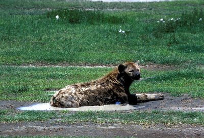 Ngorongoro nacionalinis parkas