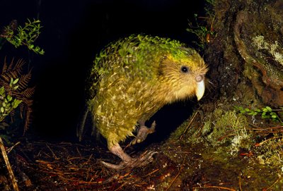 Kakapo (lot. Strigops habroptilus)