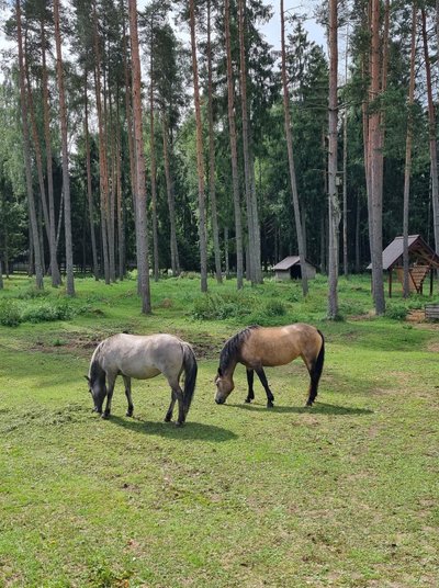 Tarpanė ir Žemaitukė Žvėrinčiuje