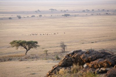 Ngorongoro nacionalinis parkas