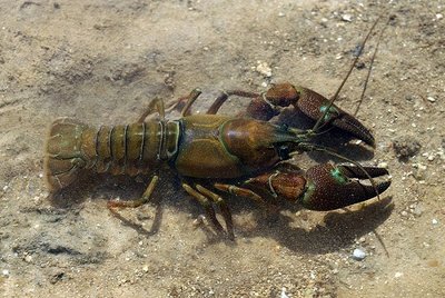 Žymėtasis vėžys (Pacifastacus leniusculus)