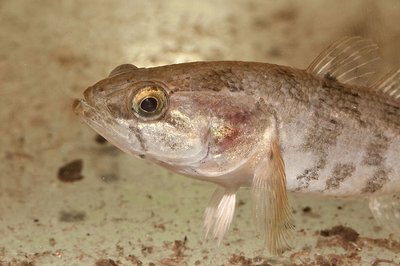 Nuodėgulinis grundalas (Perccottus glenii)