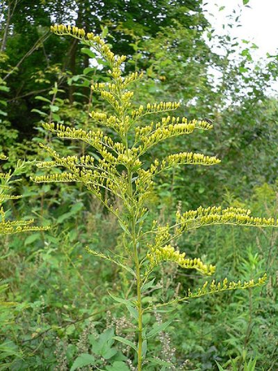 Kanadinė rykštenė (Solidago canadensis)