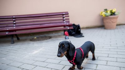 Akimirka iš Gedimino Ivanausko-Ivanulės vestuvių