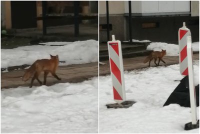 Lapė šiemet pastebėta Žirmūnuose