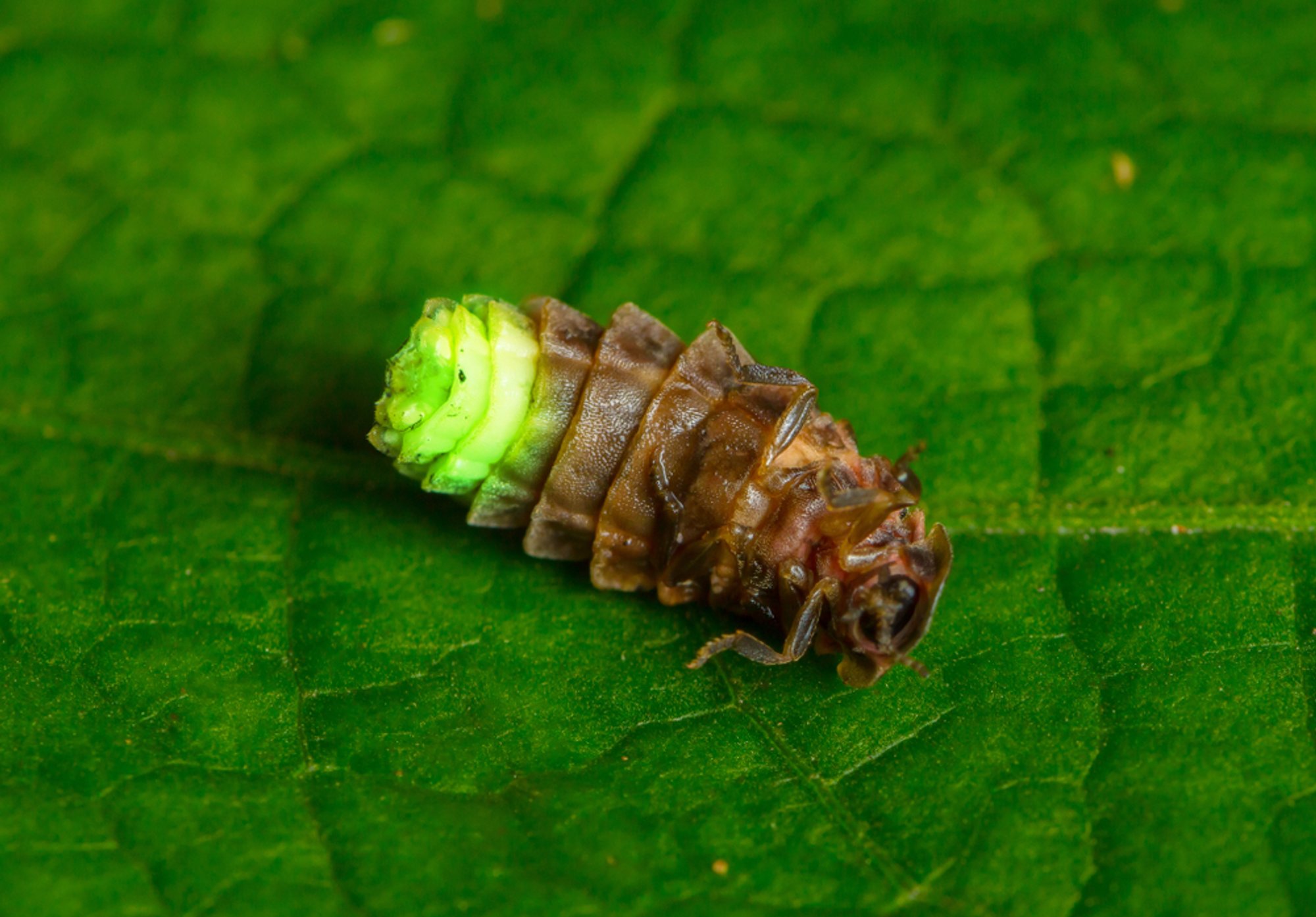 If you see a firefly, you're very lucky: its light has special meaning