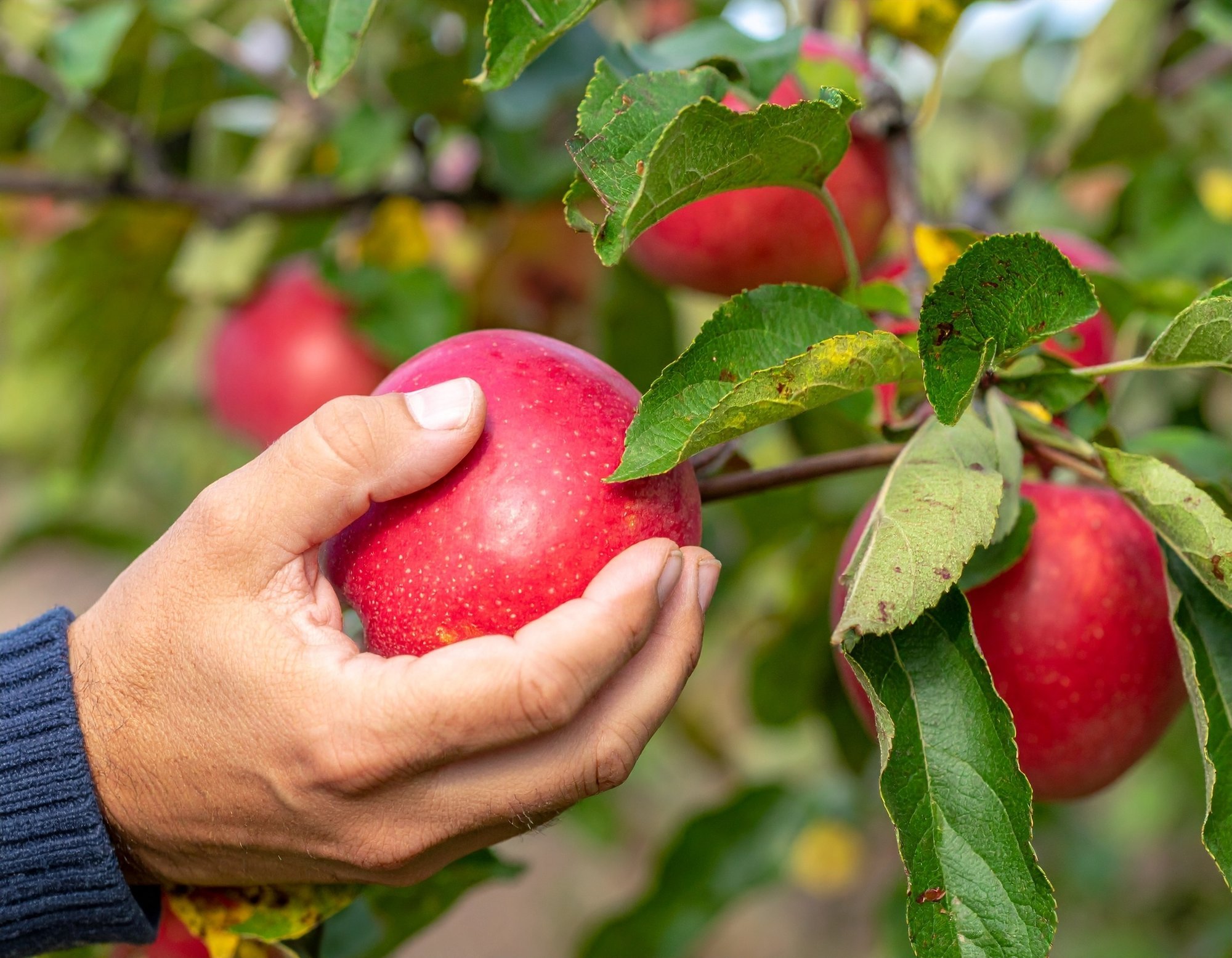 When Should You Pick Apples for Long-Term Storage? Experts and Folk Wisdom Weigh In