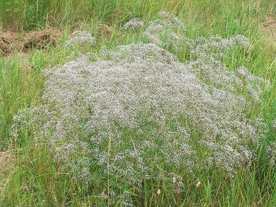 Muilinė guboja (Gypsophila paniculata)